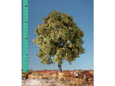 Silhouette Maple - Early fall - 1 (ca. 10-13cm) - N / Z (230-13)