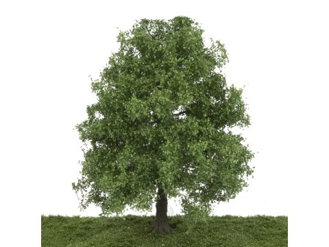 Silhouette Maple - Early fall - 25-29cm (331-001-3)