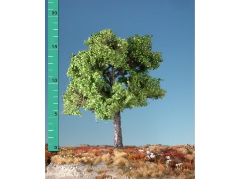 Silhouette Maple - Spring - 1 (ca. 10-13cm) - N / Z (230-11)