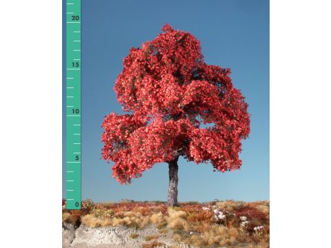 Silhouette Maple - Late fall (red) - 0 (< ca. 8cm) (230-05)