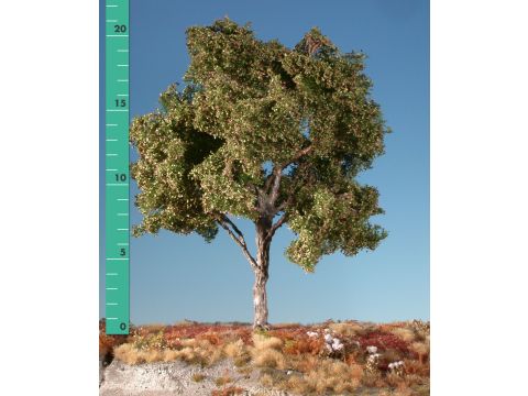 Silhouette Beech - Early fall - 1 (ca. 10-13cm) - N / Z (220-13)