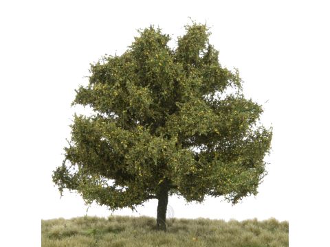 Silhouette Beech - Early fall - 17-22cm (220-53)