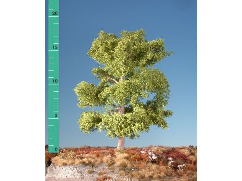 Silhouette Beech - Spring - 0 (< ca. 8cm) (120-01)