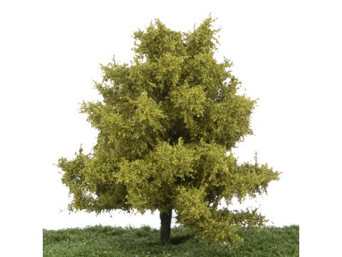 Silhouette Beech - Spring - 17-22cm (220-51)