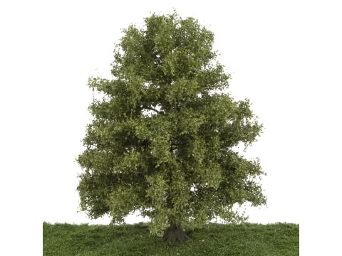 Silhouette Beech - Spring - 40-45cm (320-004-1)