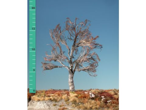 Silhouette Beech - Barren - 2 (ca. 15-20cm) (220-20)