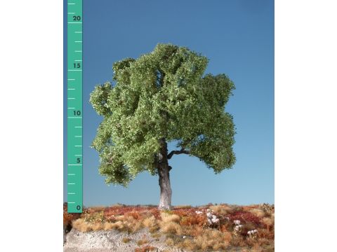 Silhouette Beech - Summer - 0 (< ca. 8cm) (120-02)