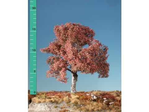 Silhouette Beech - Late fall - 1 (ca. 10-13cm) - N / Z (220-14)