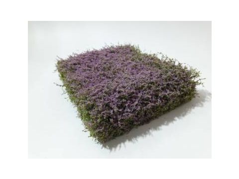 Silhouette Shrubbery - Violet - 12 x 14 cm - H0 / TT (250-49)