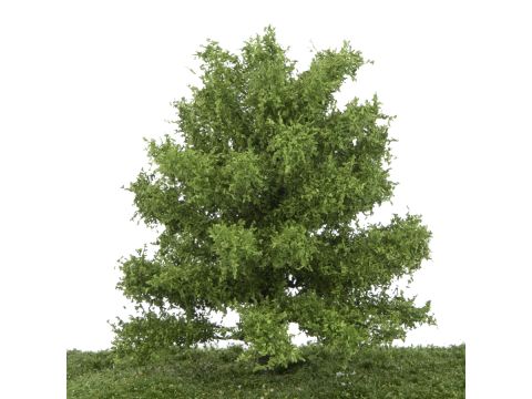 Silhouette Oak - Spring - 0 (< ca. 8cm) (280-61)