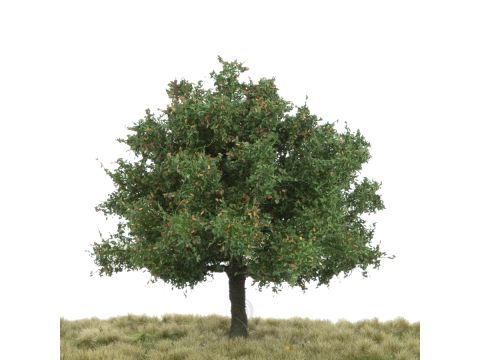 Silhouette Oak - Early fall - 12-16cm (280-43)