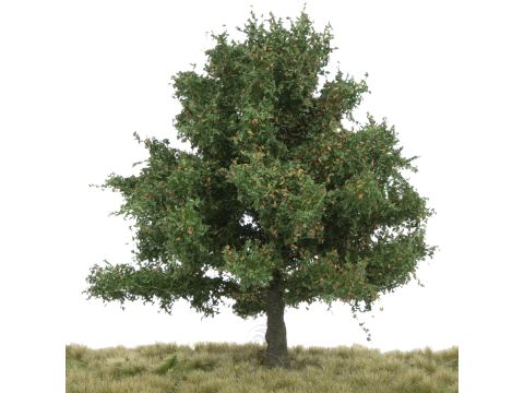 Silhouette Oak - Early fall - 17-22cm (280-53)