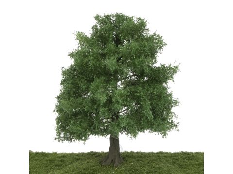 Silhouette Oak - Early fall - 25-29cm (381-001-3)