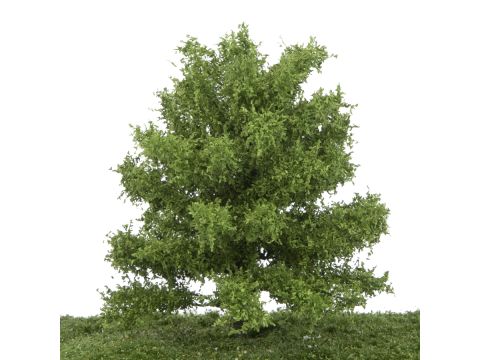 Silhouette Oak - Spring - 17-22cm (280-51)