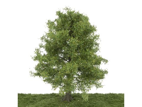 Silhouette Ash tree - Early fall - 25-29cm (341-001-3)