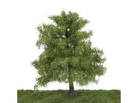 Silhouette Ash tree - Spring - 25-29cm (341-001-1)