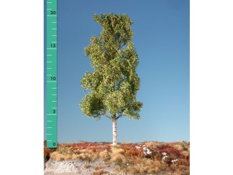 Silhouette Aspen - Early fall - 1 (ca. 10-13cm) - N / Z (215-13)