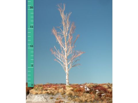 Silhouette Aspen - Barren - 2 (ca. 15-20cm) (215-20)