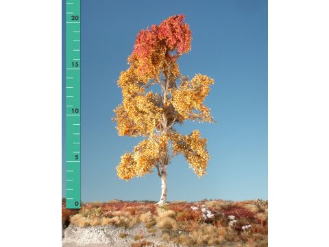 Silhouette Aspen - Late fall - 0 (< ca. 8cm) (215-04)