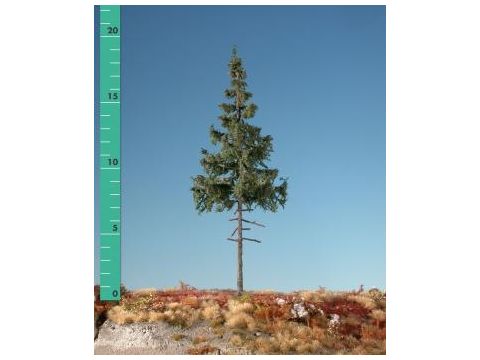 Silhouette Green spruce high trunk - Summer - 0 (< ca. 8cm) (174-02)