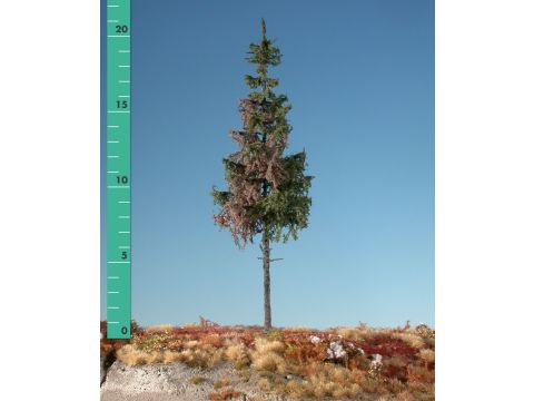 Silhouette Green spruce high trunk - Summer - 3 (ca. 22-29cm) - 1:45+ (274-32)