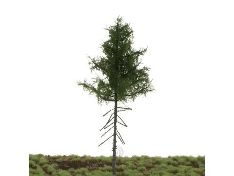 Silhouette Green spruce high trunk - Summer - 17-22cm (274-52)