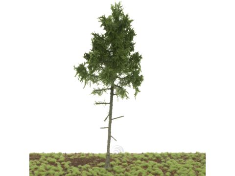 Silhouette Green spruce high trunk - Summer - 20-24cm (278-000-0)