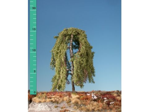 Silhouette Weeping birch - Early fall - 1 (ca. 10-13cm) - N / Z (211-13)