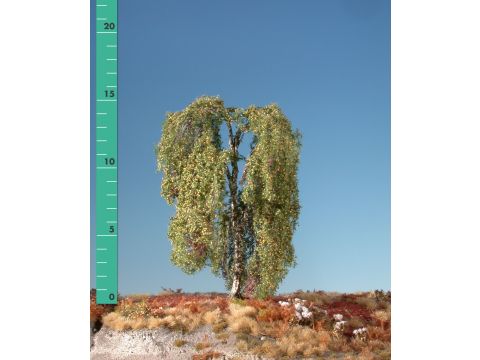 Silhouette Weeping birch - Early fall - 3 (ca. 22-29cm) - 1:45+ (211-33)