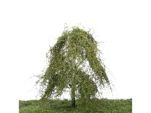 Silhouette Weeping birch - Early fall - 12-16cm (211-43)
