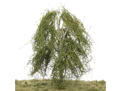 Silhouette Weeping birch - Early fall - 0 (< ca. 8cm) (211-63)