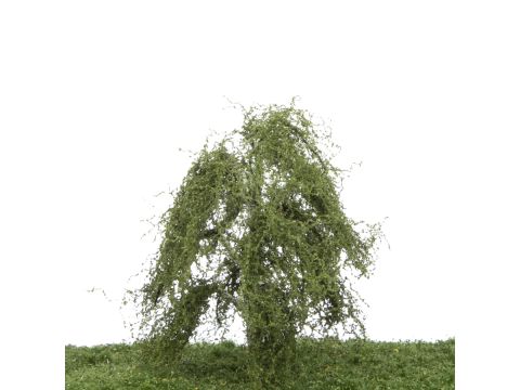 Silhouette Weeping birch - Summer - 12-16cm (211-42)