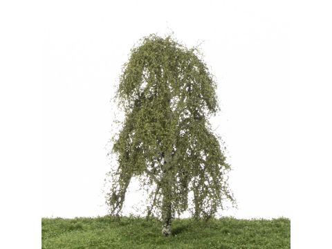 Silhouette Weeping birch - Summer - 17-22cm (211-52)