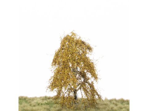 Silhouette Weeping birch - Late fall - 12-16cm (211-44)