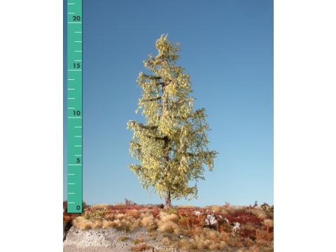 Silhouette Larch - Early fall - 1 (ca. 10-13cm) - N / Z (279-13)