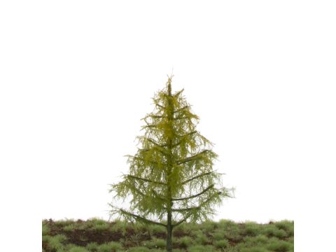 Silhouette Larch - Early fall - 12-16cm (279-43)