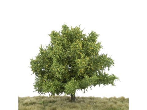 Silhouette Lime - Early fall - 3 (ca. 22-29cm) - 1:45+ (242-33)