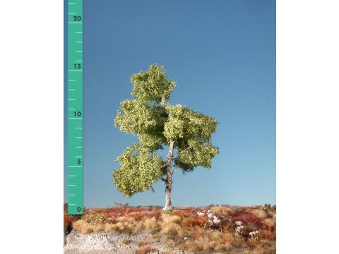 Silhouette Moor birch - Early fall - 0 (< ca. 8cm) - N / Z (110-03)