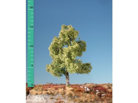 Silhouette Moor birch - Spring - 0 (< ca. 8cm) - N / Z (110-01)