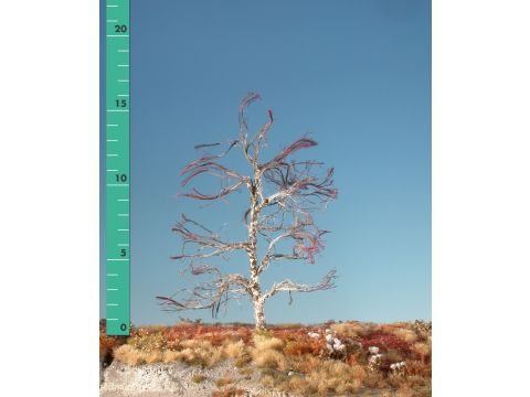 Silhouette Moor birch - Barren - 2 (ca. 15-20cm) (210-20)