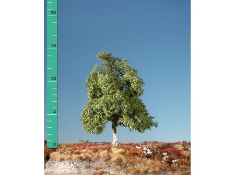 Silhouette Moor birch - Summer - 0 (< ca. 8cm) - N / Z (110-02)