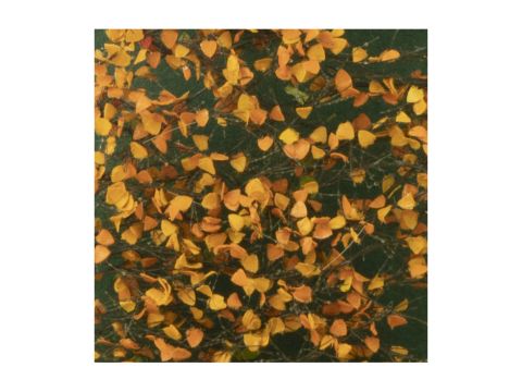Silhouette Lombardy poplar foliage - Late fall - ca. 15x4cm - 1:45+ (913-34S)