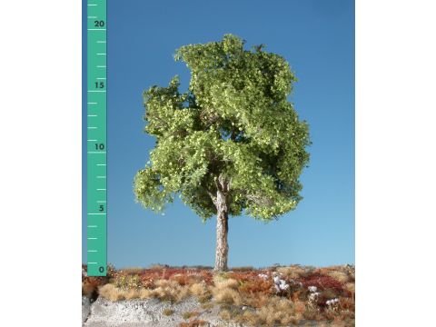 Silhouette Plane tree - Spring - 0 (< ca. 8cm) (233-01)