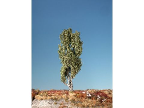 Silhouette Lombardy poplar - Early fall - 0 (< ca. 8cm) (113-03)