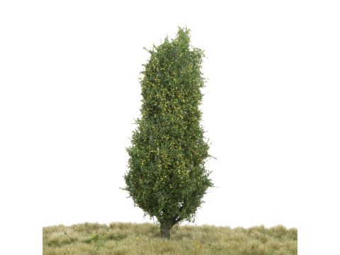 Silhouette Lombardy poplar - Early fall - 17-22cm (213-53)