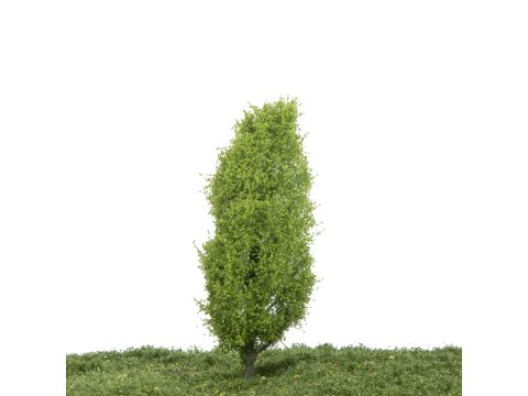 Silhouette Lombardy poplar - Spring - 12-16cm (213-41)