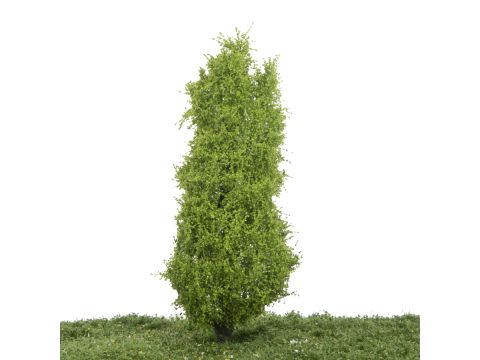 Silhouette Lombardy poplar - Spring - 17-22cm (213-51)