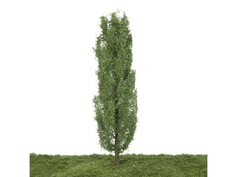 Silhouette Lombardy poplar - Spring - 25-29cm (313-001-1)