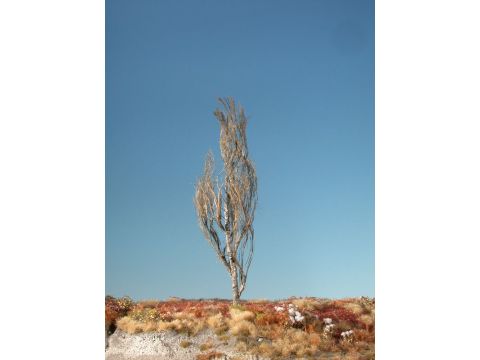 Silhouette Lombardy poplar - Barren - 1 (ca. 10-13cm) (213-10)