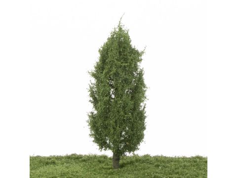 Silhouette Lombardy poplar - Summer - 17-22cm (213-52)